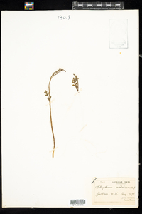 Botrychium matricariifolium image