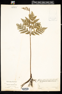 Botrychium virginianum image