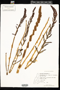 Osmundastrum cinnamomeum image