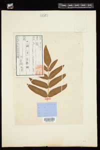 Image of Osmunda japonica