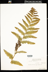 Osmunda claytoniana image