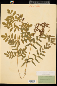 Osmunda regalis image