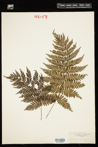 Leptopteris hymenophylloides image