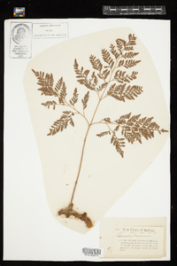 Davallia canariensis image