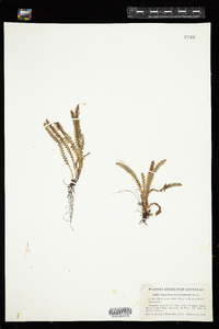 Moranopteris knowltoniorum image