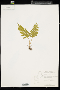 Polypodium appalachianum image