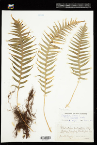 Polypodium glycyrrhiza image