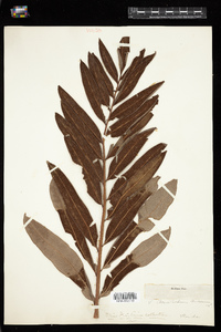Acrostichum aureum image
