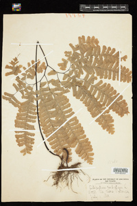 Adiantum pedatum image