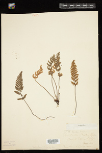 Cheilanthes fendleri image