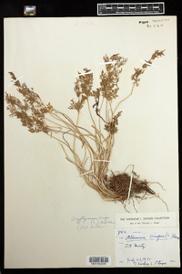 Cryptogramma crispa image