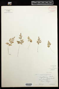 Cryptogramma stelleri image