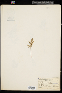 Cryptogramma stelleri image