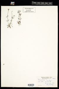 Houstonia caerulea image