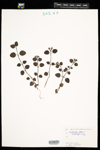 Mitchella repens image