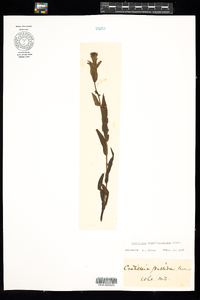 Castilleja septentrionalis image