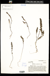 Euphrasia micrantha image