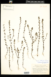 Euphrasia micrantha image