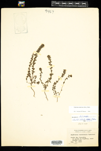 Euphrasia nemorosa image