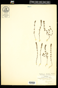 Euphrasia randii image