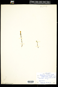 Gratiola aurea image