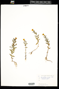 Gratiola aurea image