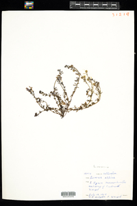 Image of Linaria alpina