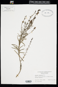 Linaria vulgaris image