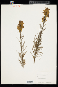 Linaria vulgaris image