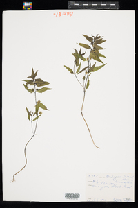 Melampyrum lineare image