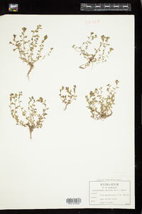 Image of Micranthemum umbrosum