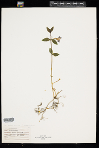 Mimulus ringens image