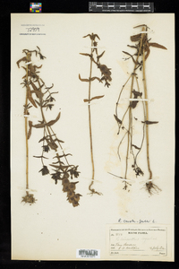 Rhinanthus minor ssp. minor image