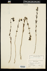 Rhinanthus minor ssp. minor image