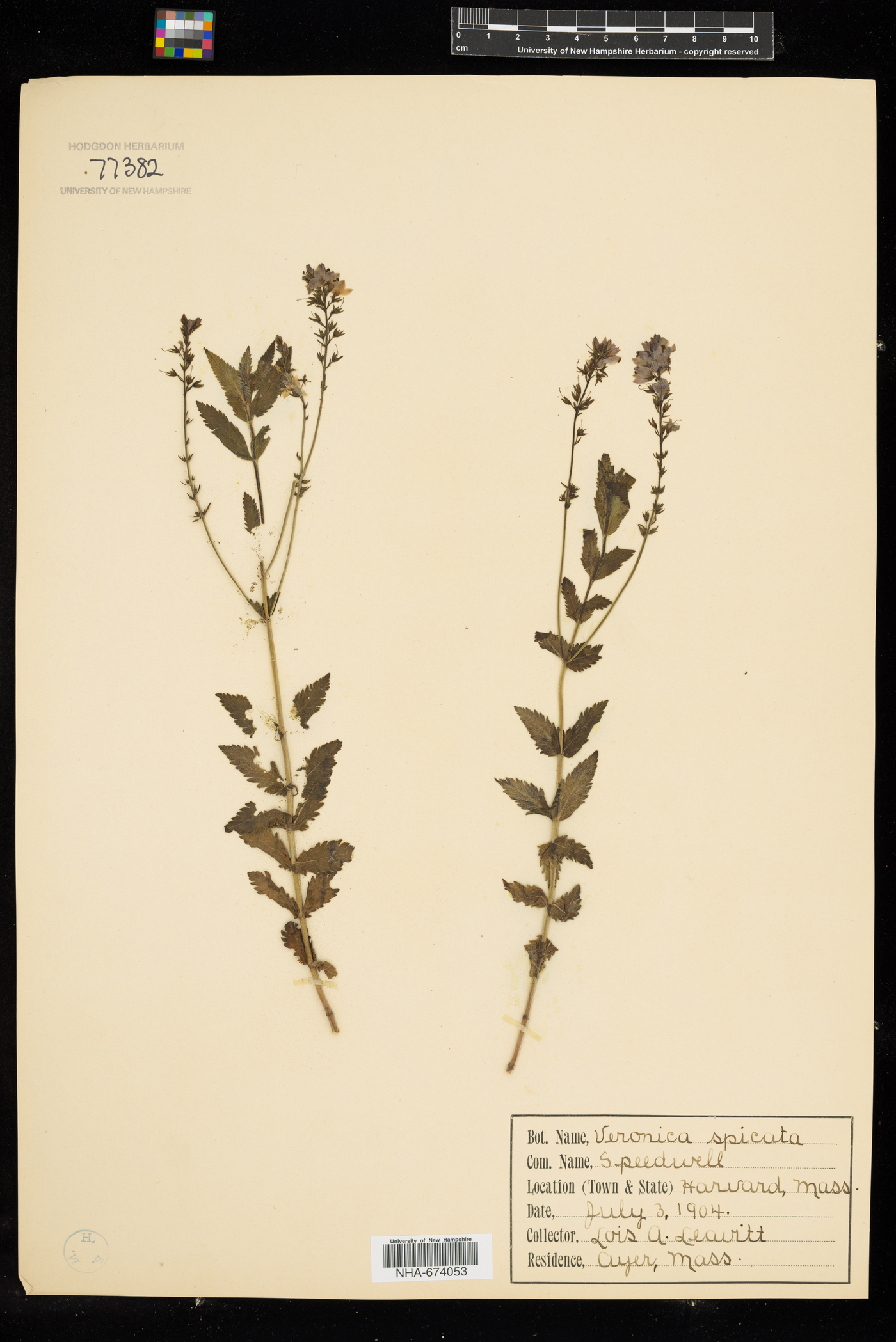 Veronica spicata image