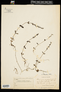 Veronica serpyllifolia ssp. humifusa image