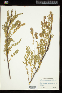 Image of Myricaria germanica
