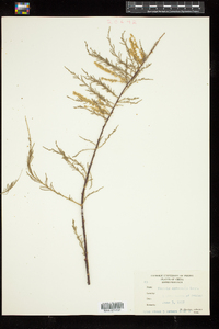 Tamarix chinensis image