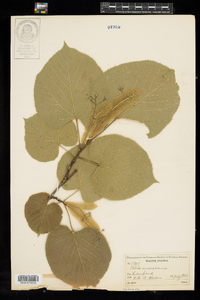 Tilia americana image