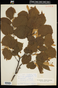 Tilia platyphyllos image