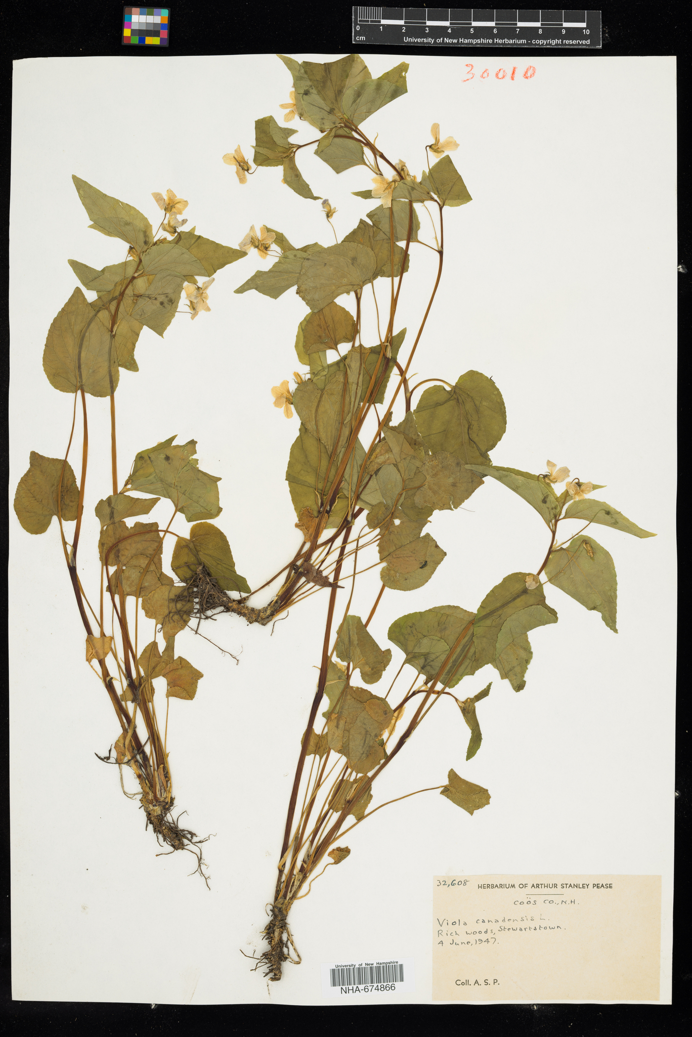 Viola canadensis var. canadensis image