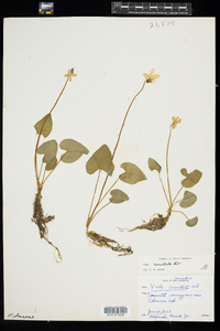 Viola cucullata image