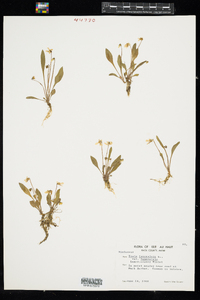 Viola lanceolata ssp. lanceolata image