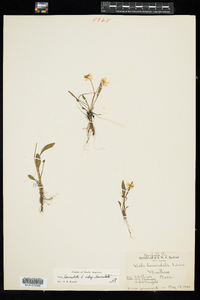 Viola lanceolata ssp. lanceolata image