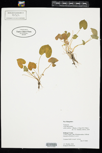 Viola macloskeyi image