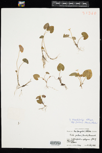 Viola macloskeyi image