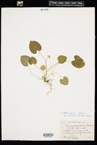 Viola macloskeyi image