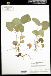 Viola odorata image