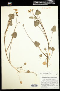Image of Viola pedunculata