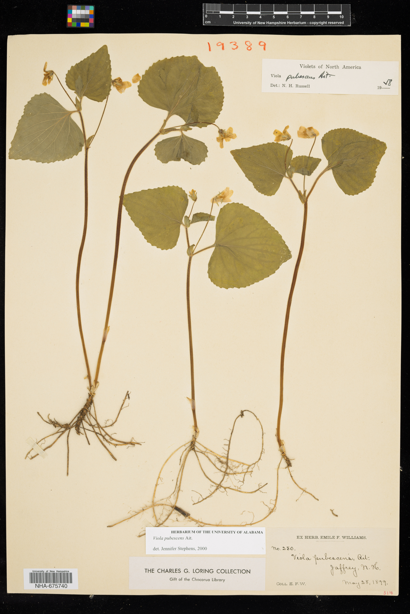 Viola pubescens var. pubescens image